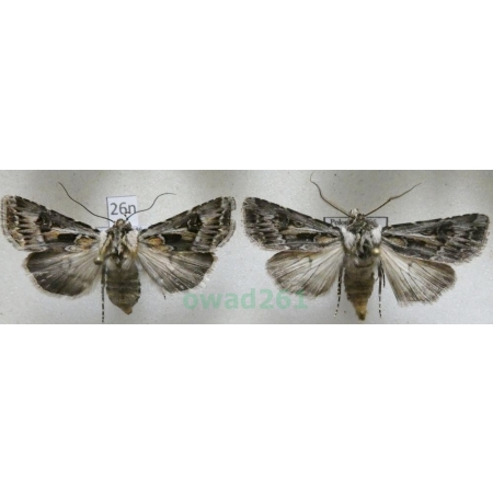 Agrotis vestigialis (Hufnagel, 1766) pair Rolnica szkółkówka Poland26n